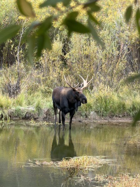 MOOSE!