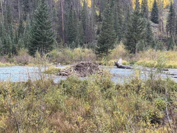 Beaver House 2