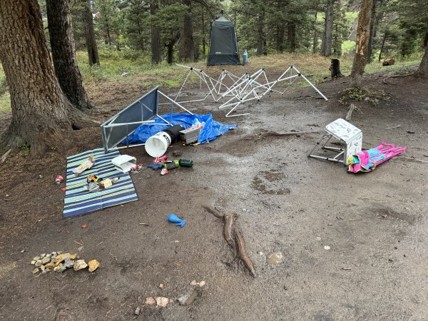 Bear Damage